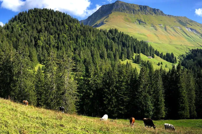 Les Paccots en été