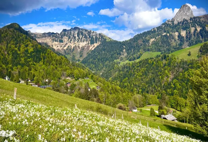 Sentier des Narcisses